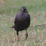 Étourneau unicolore