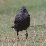 Étourneau unicolore