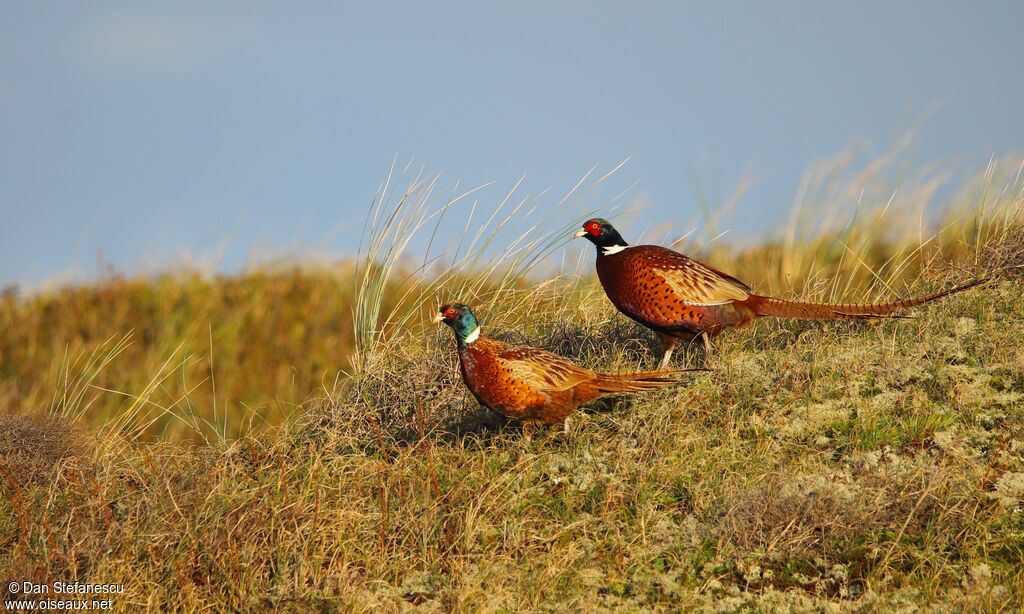Common Pheasant male adult