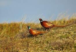 Common Pheasant