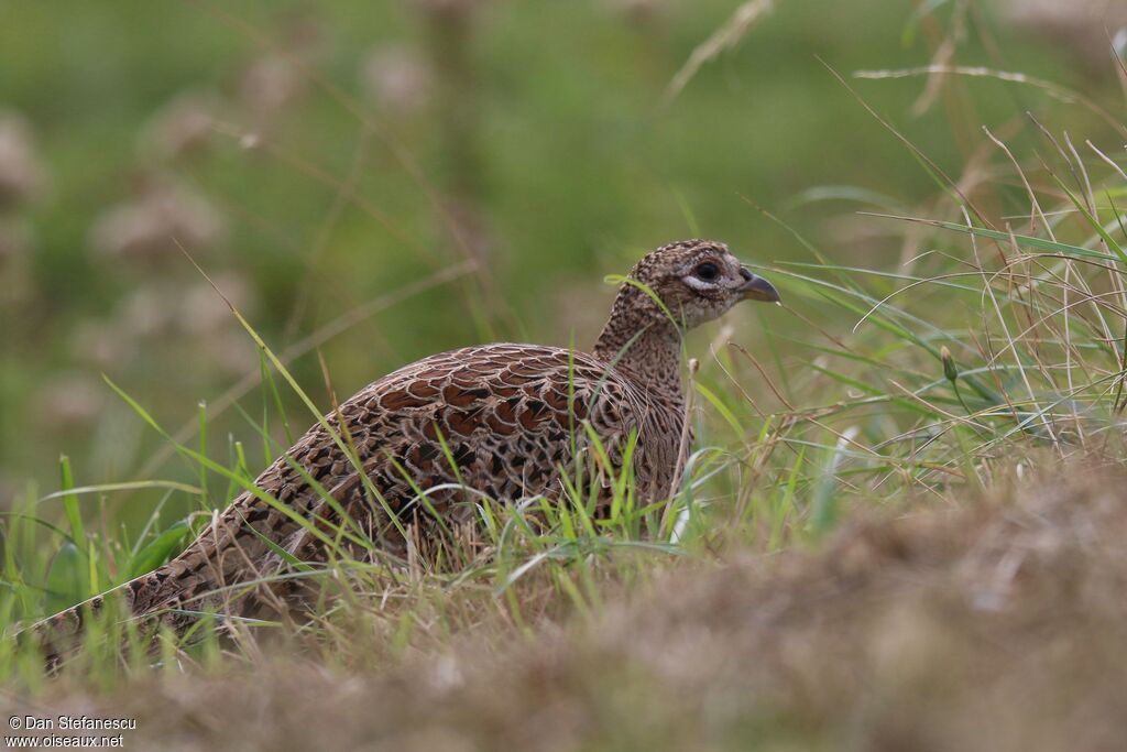 Common Pheasant female adult, walking