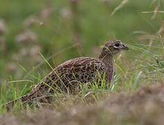 Common Pheasant