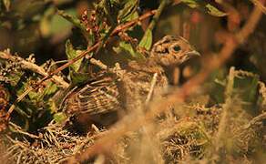 Common Pheasant