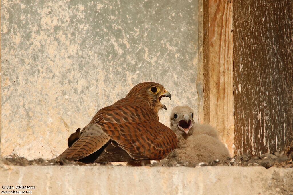 Common Kestrel female Poussin