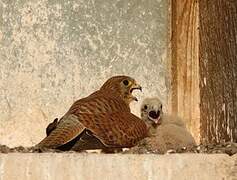 Common Kestrel