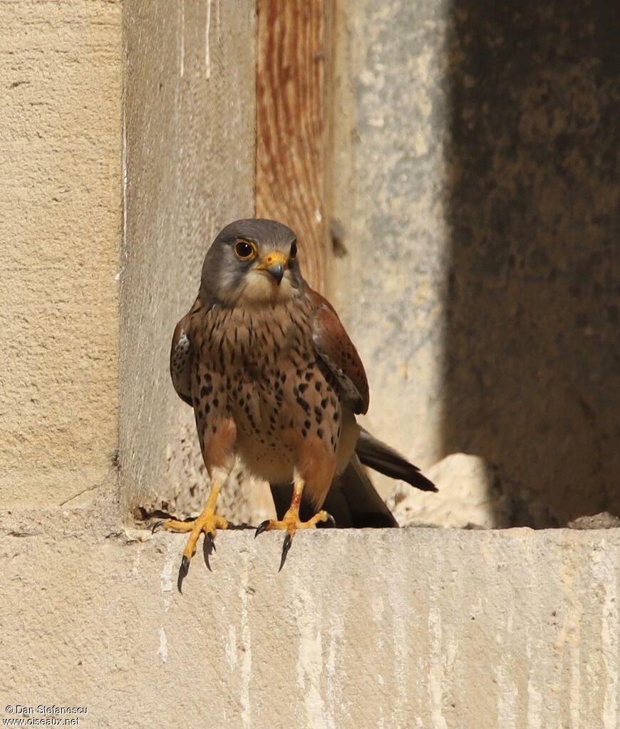 Common Kestrel male adult