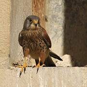 Common Kestrel