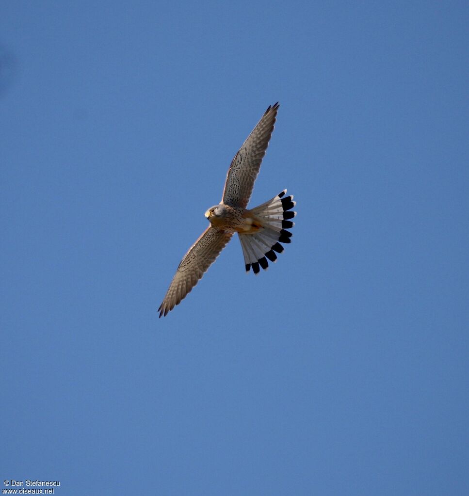 Common Kestrel male adult, Flight