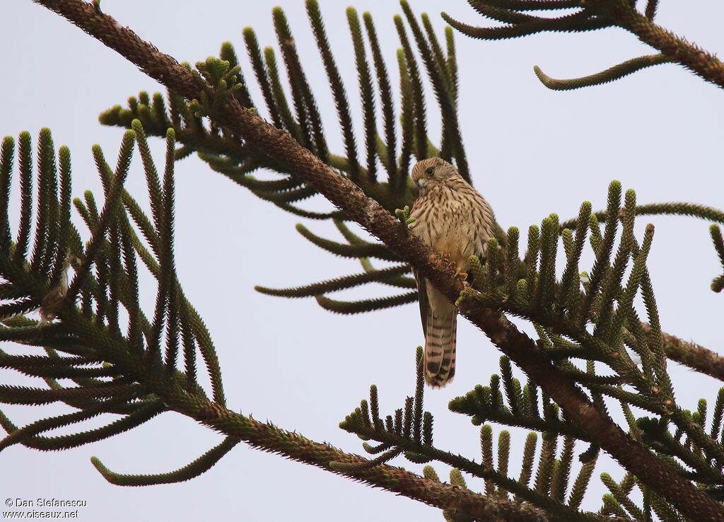 Lesser Kestrel female adult