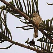 Lesser Kestrel