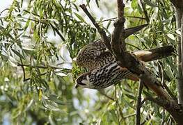 Eurasian Hobby