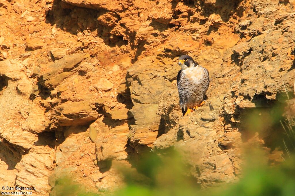 Peregrine Falconadult