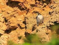 Peregrine Falcon