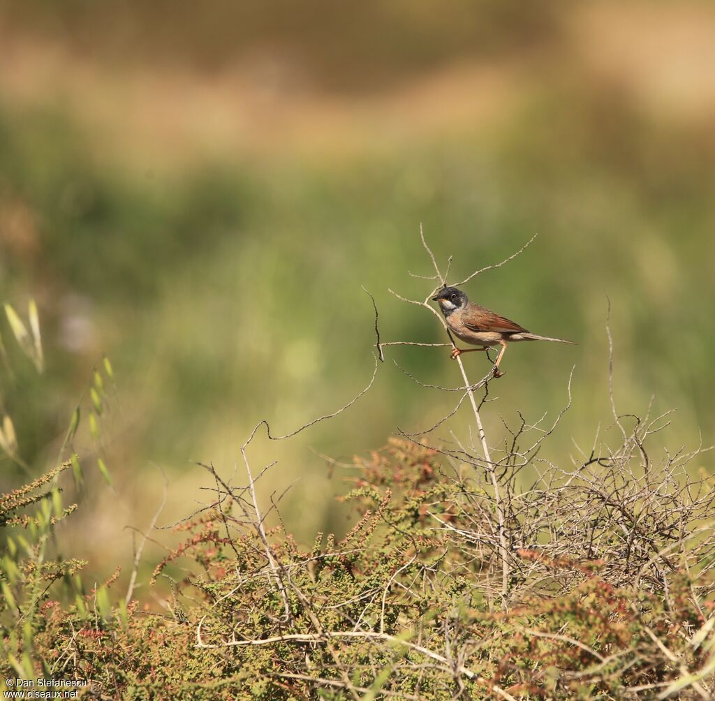 Spectacled Warbler male adult