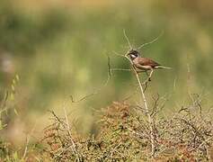 Spectacled Warbler