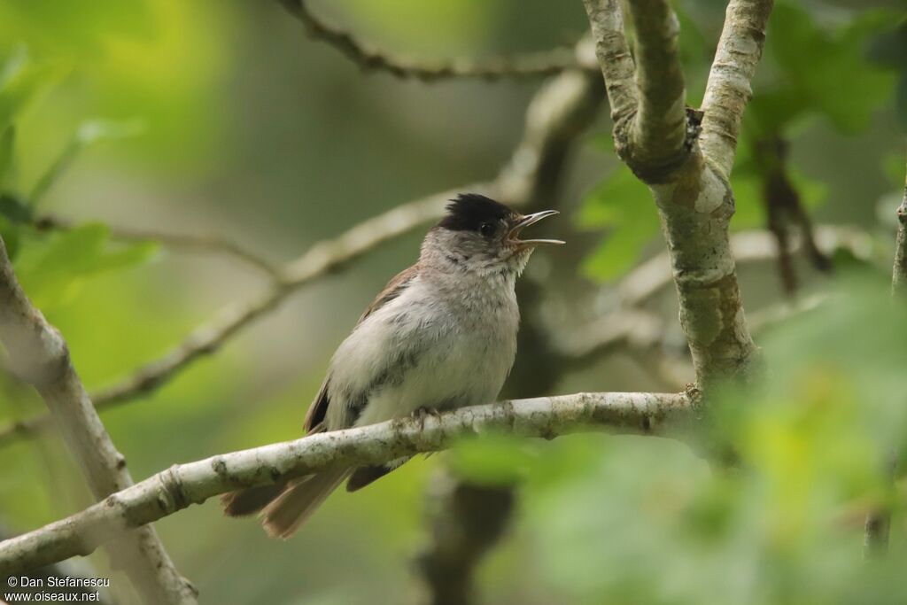 Eurasian Blackcap male