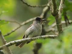 Eurasian Blackcap