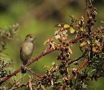 Eurasian Blackcap