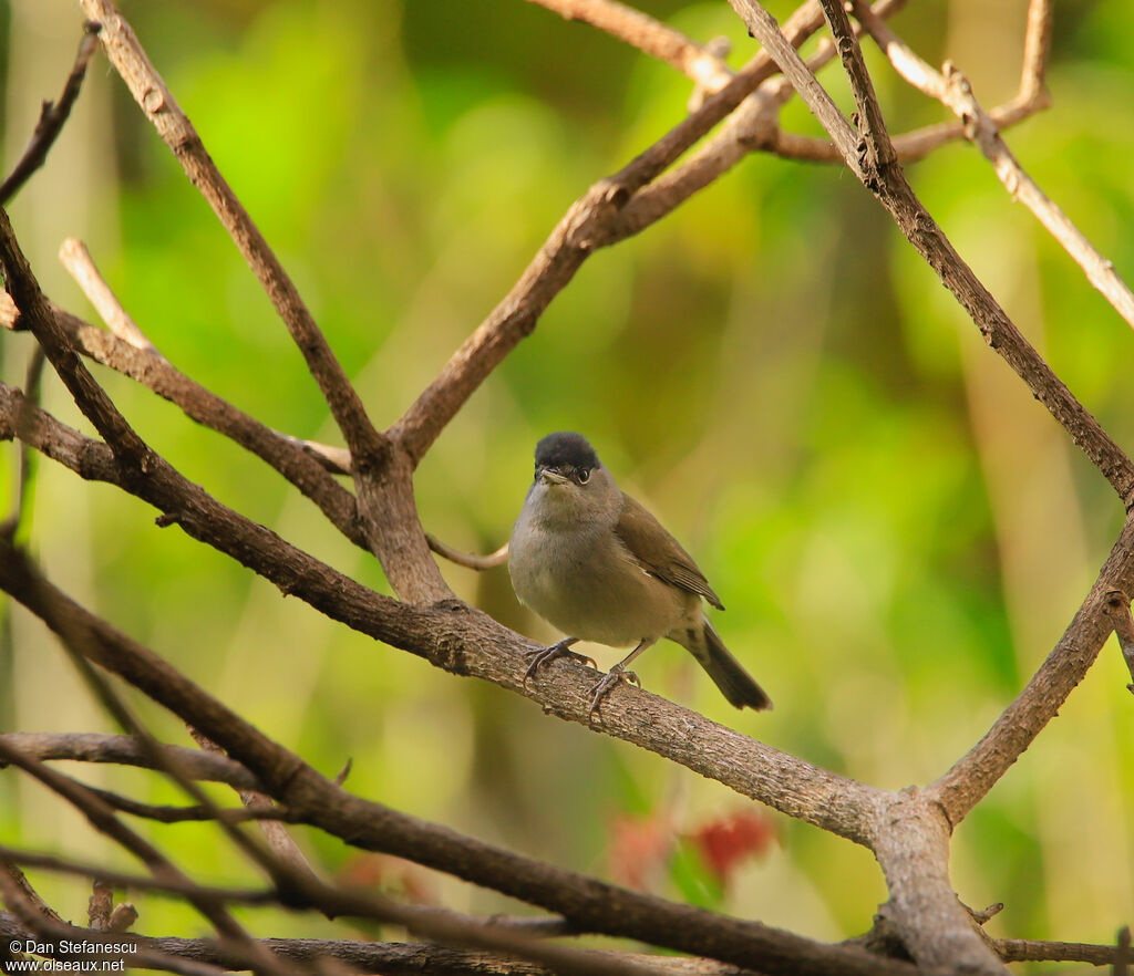 Eurasian Blackcap male adult