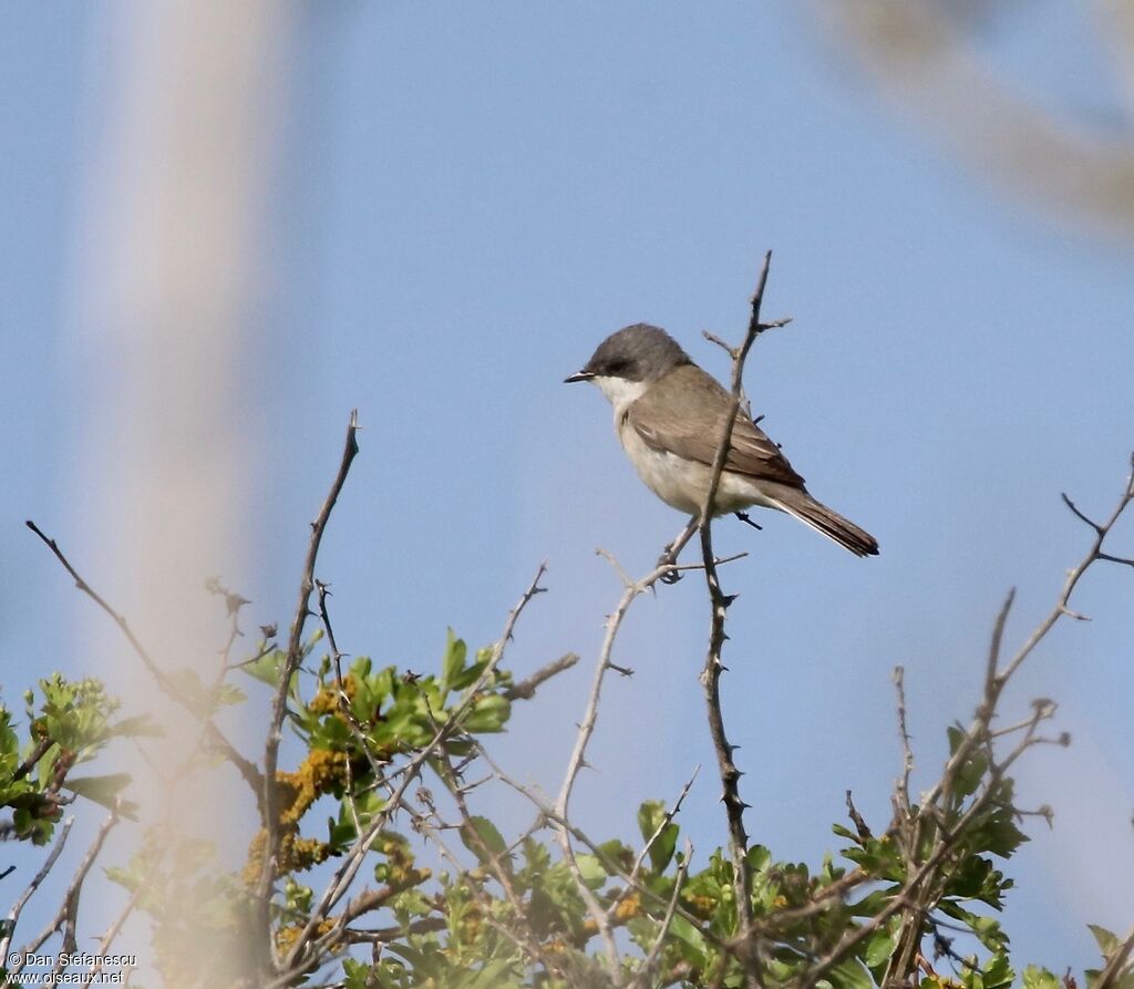 Fauvette babillardeadulte