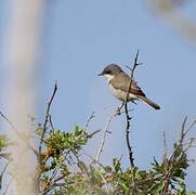 Lesser Whitethroat