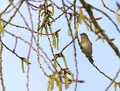 Garden Warbler