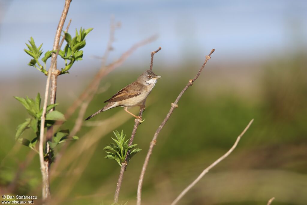 Common Whitethroatadult breeding