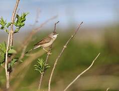 Common Whitethroat