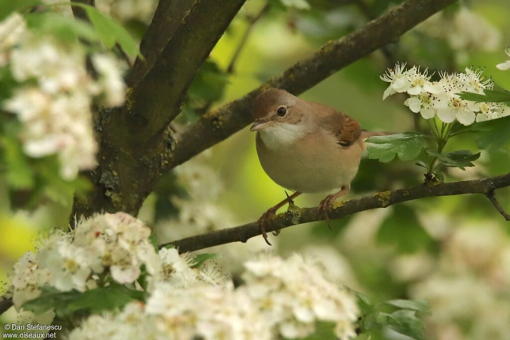 Common Whitethroat female adult