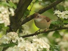 Common Whitethroat