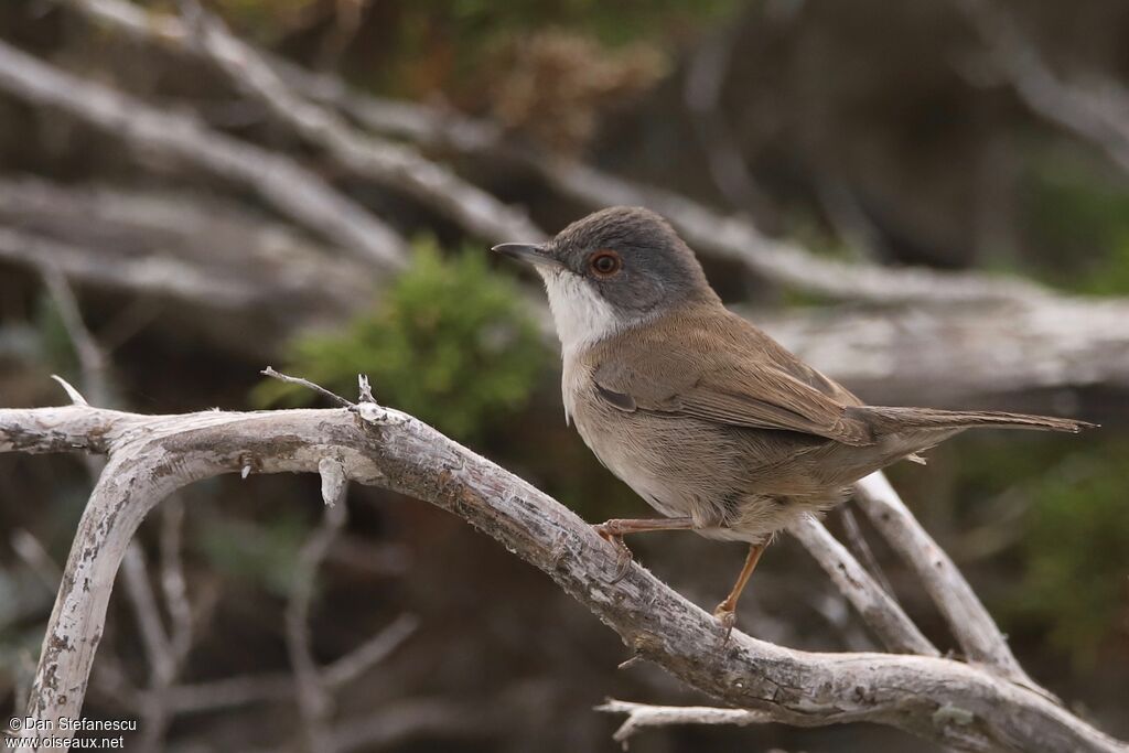 Sardinian Warbler female