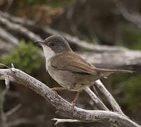 Sardinian Warbler