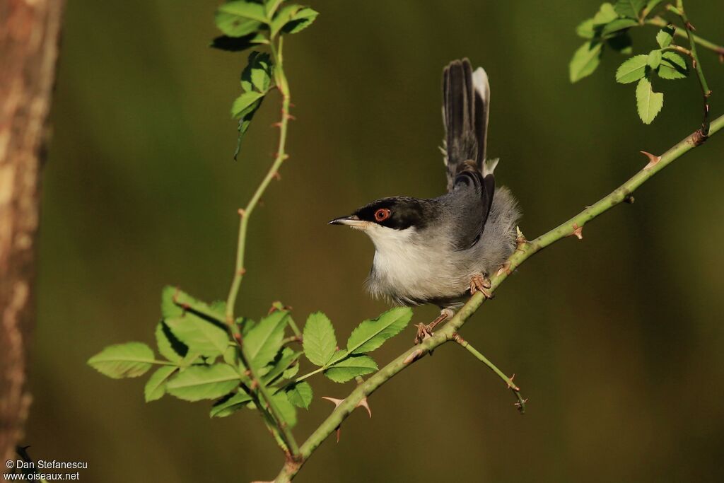 Sardinian Warbler male adult