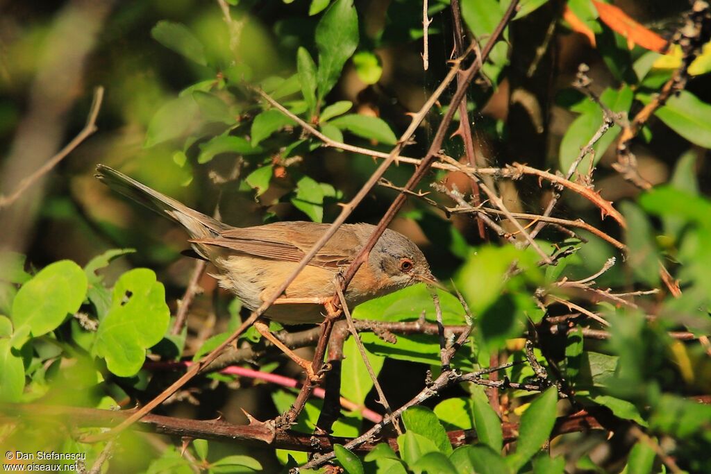 Western Subalpine Warbler male adult