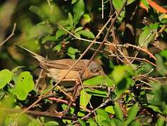 Western Subalpine Warbler