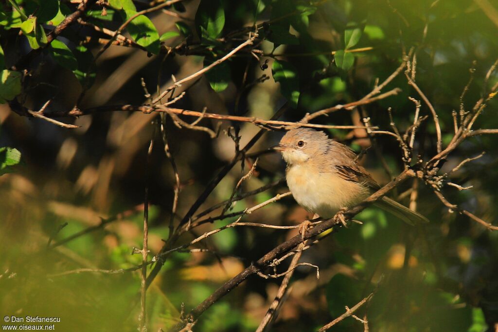 Western Subalpine Warbler female adult