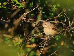 Western Subalpine Warbler