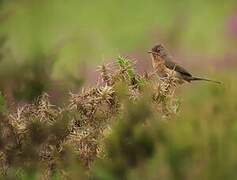 Dartford Warbler