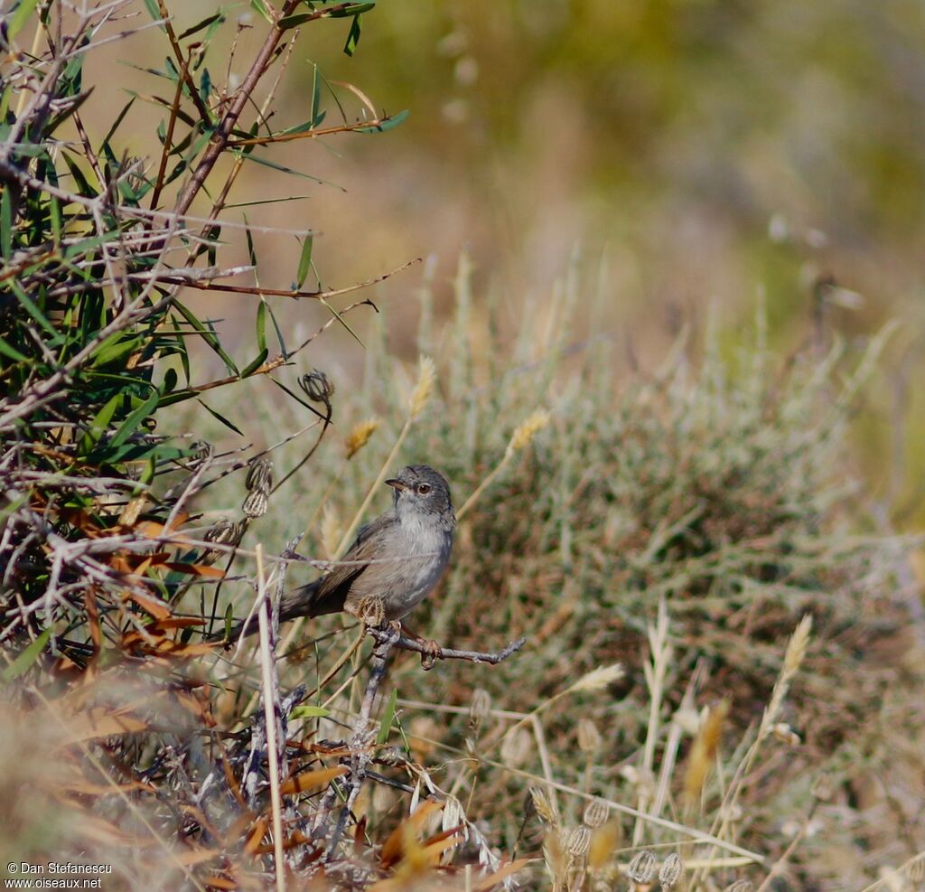 Marmora's Warbler