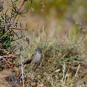 Marmora's Warbler