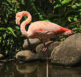 Flamant des Caraïbes