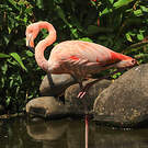 Flamant des Caraïbes
