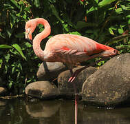 Flamant des Caraïbes