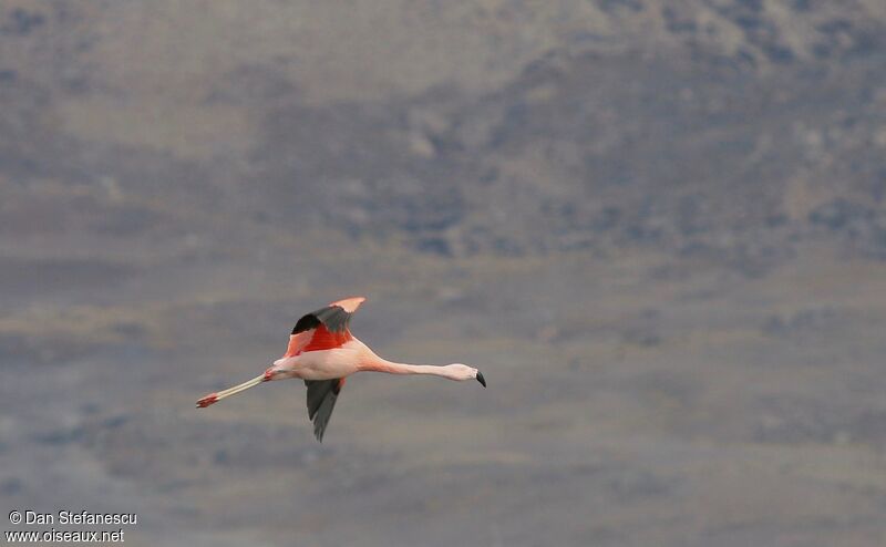 Chilean Flamingo, Flight