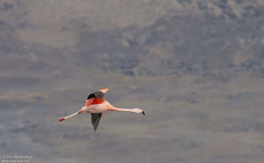 Flamant du Chili, Vol