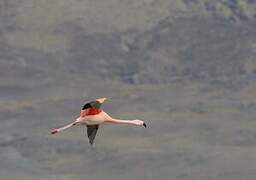 Chilean Flamingo