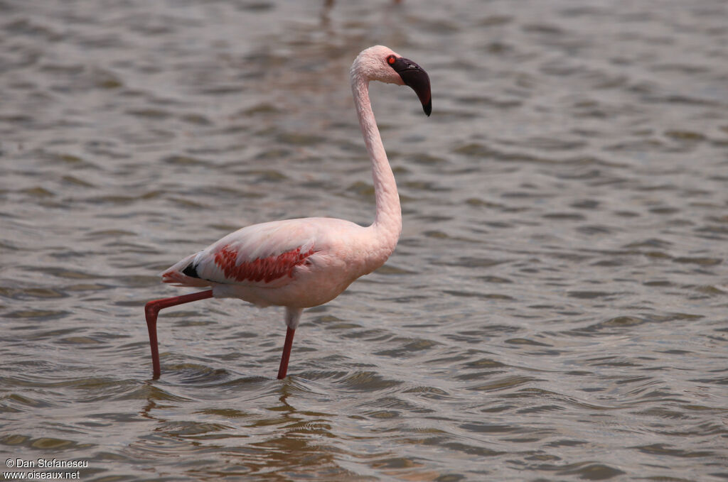 Lesser Flamingoadult