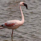 Flamant nain