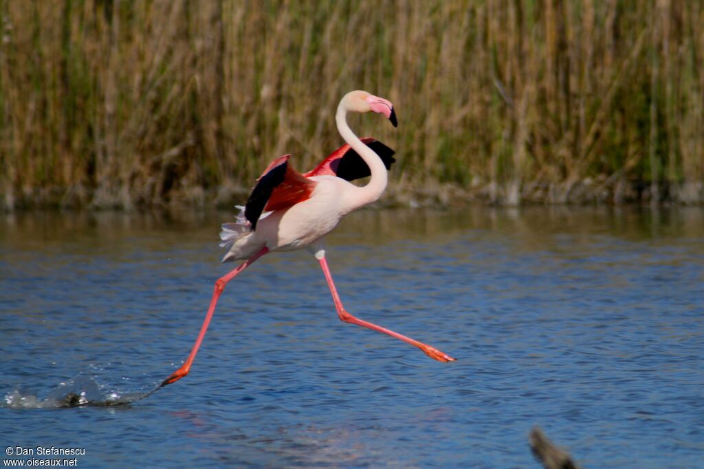 Greater Flamingoadult breeding