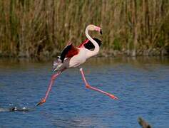 Flamant rose